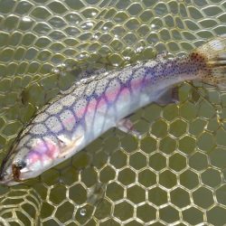 大安トラウトレイク釣果